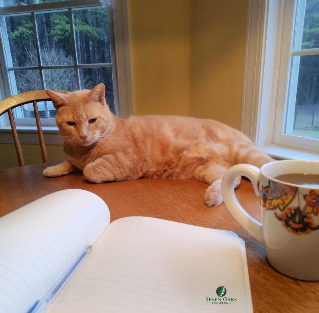 a ginger cat laying on a table with notebook and coffee